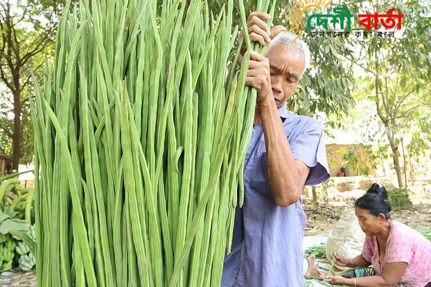 পাহাড়ে বর্তমানে শজনের চাষ বেশ জনপ্রিয় হয়ে উঠেছে।