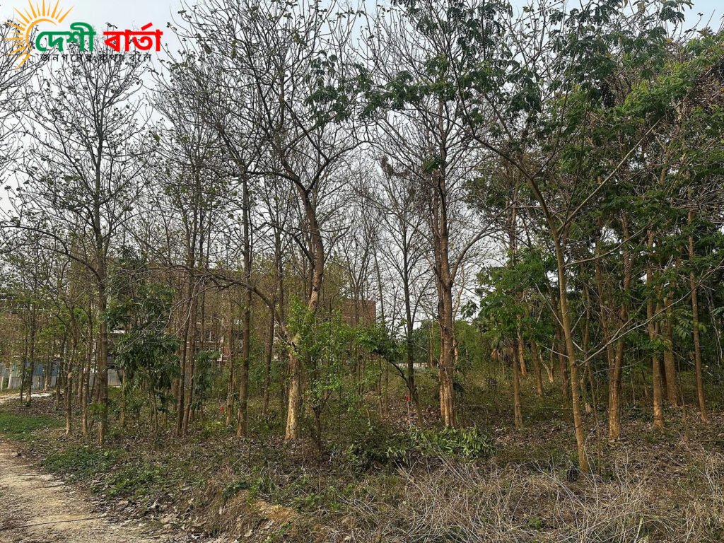 জাহাঙ্গীরনগর বিশ্ববিদ্যালয়ে আবারও গাছ কেটে ভবন নির্মাণের প্রস্তুতি