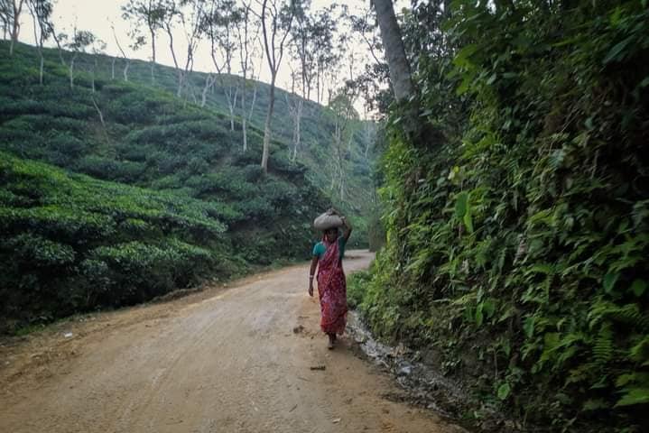 চুনারুঘাটে মুল্লুক চলো দিবসে হাজারো চা শ্রমিকের সমাবেশ, ভূমির অধিকার ও মজুরি বৃদ্ধির দাবি