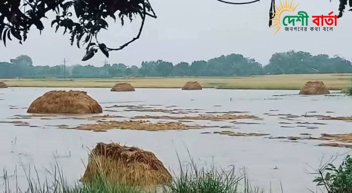 চাঁপাইনবাবগঞ্জে কয়েকদিন থেকে টানা বৃষ্টি তলিয়ে গেছে ধানক্ষেত কৃষকের মাথায় দুশ্চিন্তার ভাঁজ