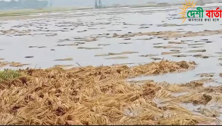 চাঁপাইনবাবগঞ্জে কয়েকদিন থেকে টানা বৃষ্টি তলিয়ে গেছে ধানক্ষেত কৃষকের মাথায় দুশ্চিন্তার ভাঁজ