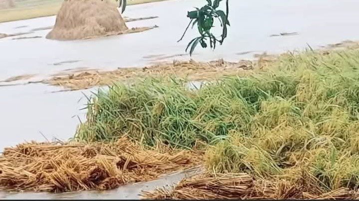 চাঁপাইনবাবগঞ্জে কয়েকদিন থেকে টানা বৃষ্টি তলিয়ে গেছে ধানক্ষেত কৃষকের মাথায় দুশ্চিন্তার ভাঁজ