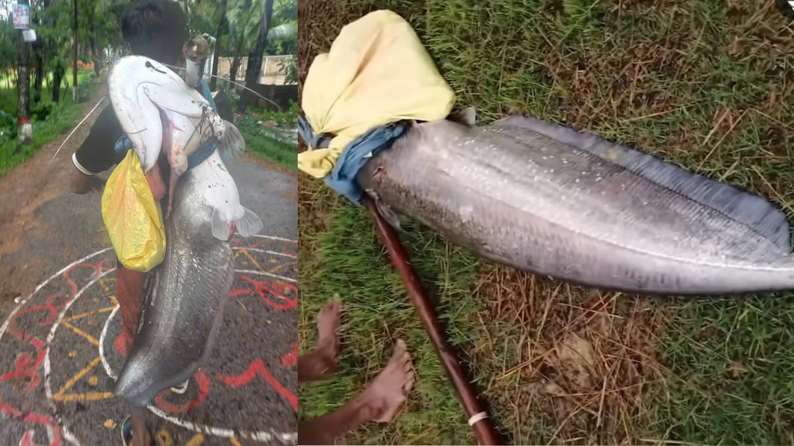 গুমাইবিলে ধরা পড়লো ২২ কেজির বিশাল বোয়াল, উচ্ছ্বাসে এলাকাবাসী