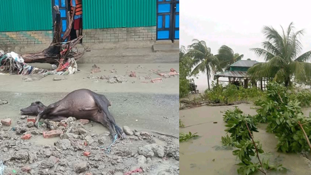 নিম্নচাপের প্রভাবে হাতিয়ার চরে মৃত গবাদিপশুর স্রোত