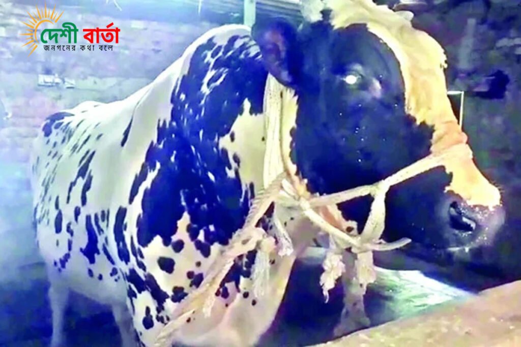 এবার ৪০ মণ ওজনের সম্রাট কোরবানির সেরা আকর্ষন।