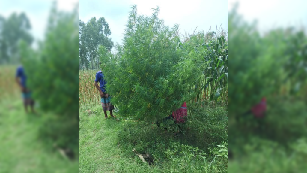 রংপুরে মরিচ ও ভুট্টা ক্ষেতে গাঁজার গাছ, মাদকবিরোধী অভিযানে উদ্ধার