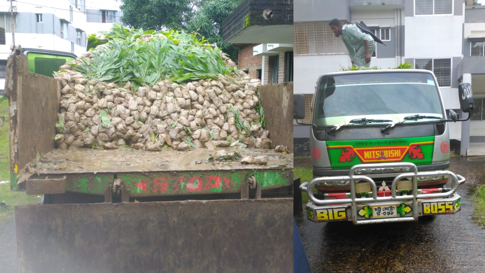 বান্দরবানে নিষিদ্ধ আকাশমনি গাছের চারা জব্দ করলো আনসার বাহিনী