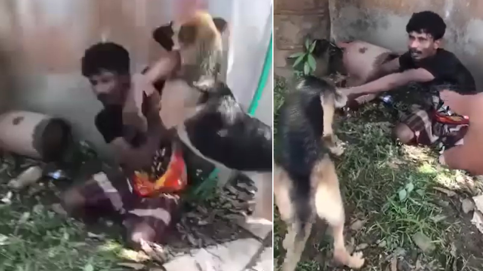 বুড়িচংয়ে চুরির অভিযোগে যুবককে কুকুর লেলিয়ে নির্যাতন, ভিডিও ভাইরাল
