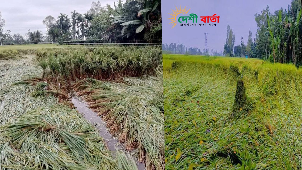 অসময়ের বৃষ্টিতে নীলফামারীজুড়ে ফসলের ব্যাপক ক্ষতির আশঙ্কা।