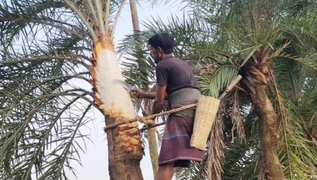 চাঁদপুরে গাছ ও গাছি সংকটে বিভিন্ন ইউনিয়ন থেকে বিলুপ্তির পথে খেজুরের রস।