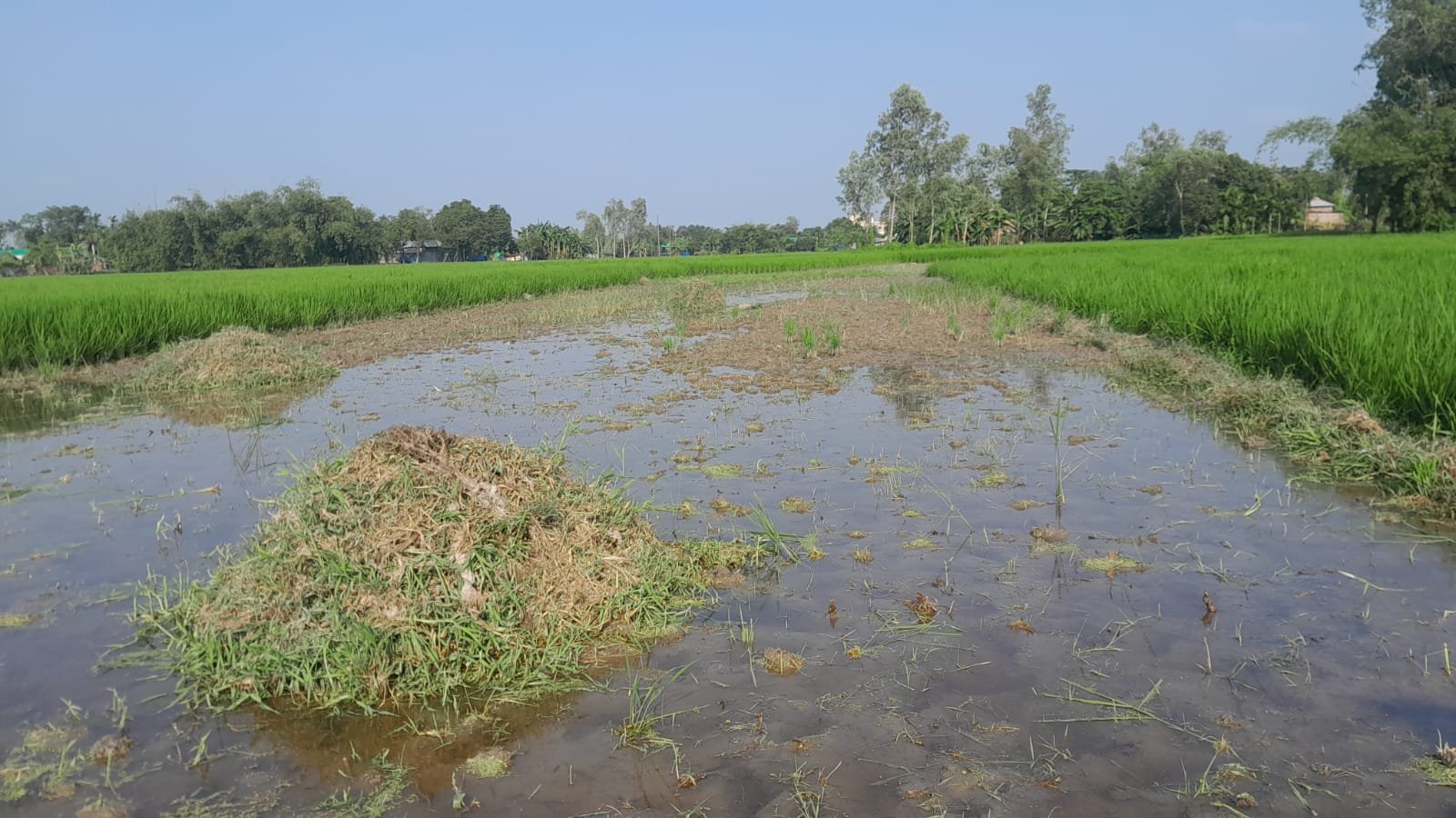 গোলমুন্ডার হলদি বাড়িতে জমি নিয়ে বিরোধ : সংঘর্ষে কমপক্ষে ৭ জন আহত